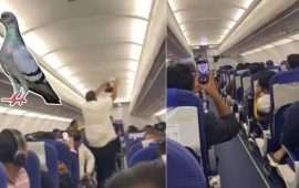 अवतरण गर्नै लागेको विमानमा जब परेवा पस्यो…