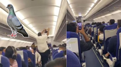 अवतरण गर्नै लागेको विमानमा जब परेवा पस्यो…