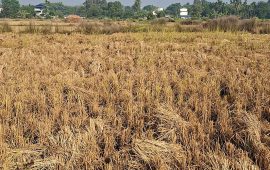 झापामा साढे ३ लाख टन धान उत्पादन, किसानले पाएनन् समर्थन मूल्य