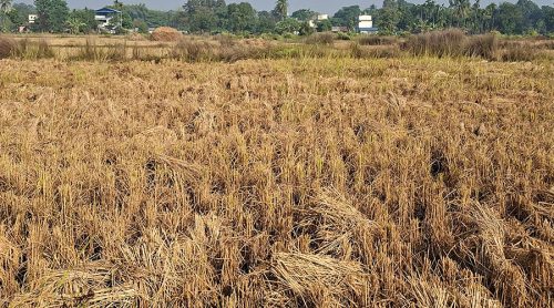 झापामा तीन लाख ५४ हजार मेट्रिकटन धान उत्पादन, किसानले पाएनन् समर्थन मूल्य