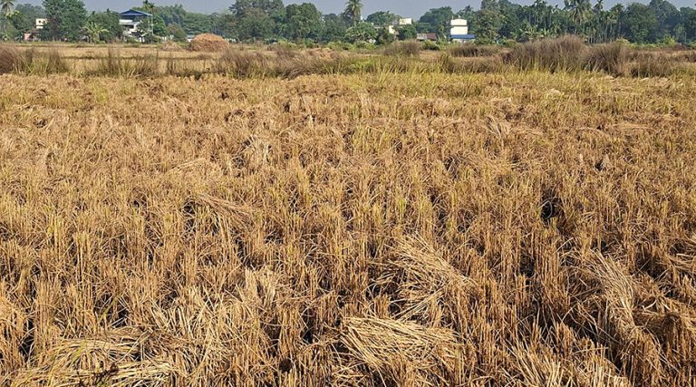 झापामा तीन लाख ५४ हजार मेट्रिकटन धान उत्पादन, किसानले पाएनन् समर्थन मूल्य
