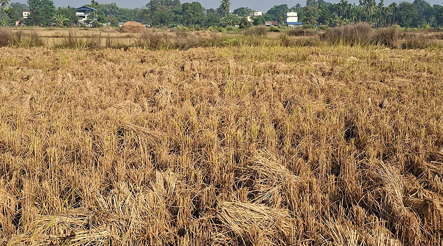 झापामा तीन लाख ५४ हजार मेट्रिकटन धान उत्पादन, किसानले पाएनन् समर्थन मूल्य