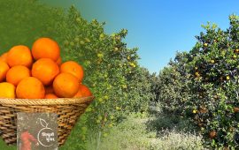 काठमाडौंमा ‘सिन्धुली जुनार मेला’, कुन किसानले फलाएको क्युआर कोडबाट हेर्न मिल्ने