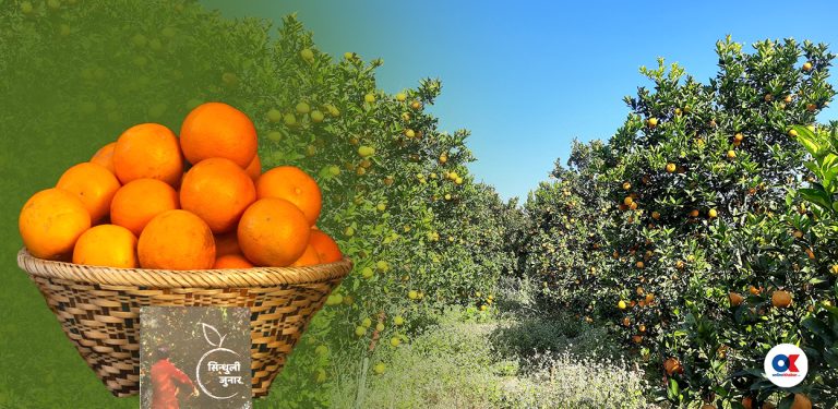 काठमाडौंमा ‘सिन्धुली जुनार मेला’, कुन किसानले फलाएको क्युआर कोडबाट हेर्न मिल्ने