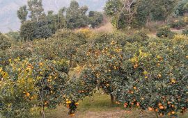 रामेछापमा जुनार कृषकको बढ्दो सक्रियता 