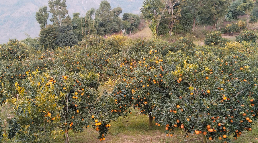 रामेछापमा जुनार कृषकको बढ्दो सक्रियता 