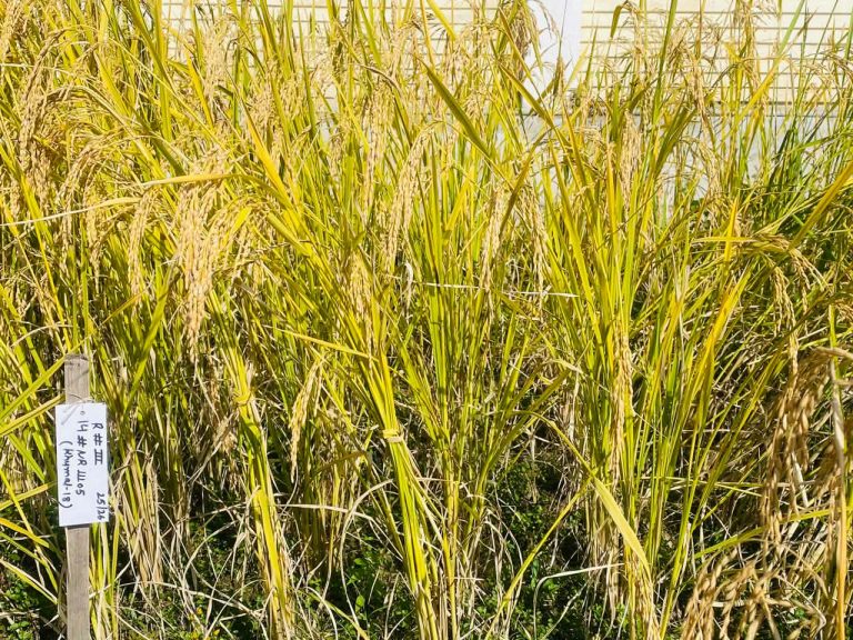 १३ वर्षे अनुसन्धानपछि विकसित ‘खुमल-१८’, कृषिमा थप्दै नयाँ आयाम