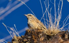 रुकुमपूर्वमा भेटिए १३७ प्रजाति चरा, वासस्थान भने संकटमा (केही तस्वीरहरू)