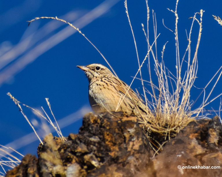 रुकुमपूर्वमा भेटिए १३७ प्रजाति चरा, बासस्थान भने संकटमा (केही तस्वीरहरू)