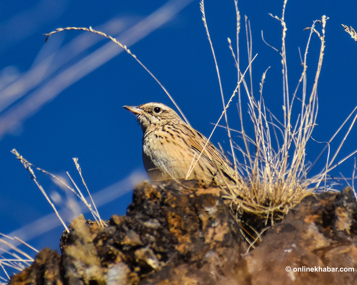 रुकुमपूर्वमा भेटिए १३७ प्रजाति चरा, बासस्थान भने संकटमा (केही तस्वीरहरू)