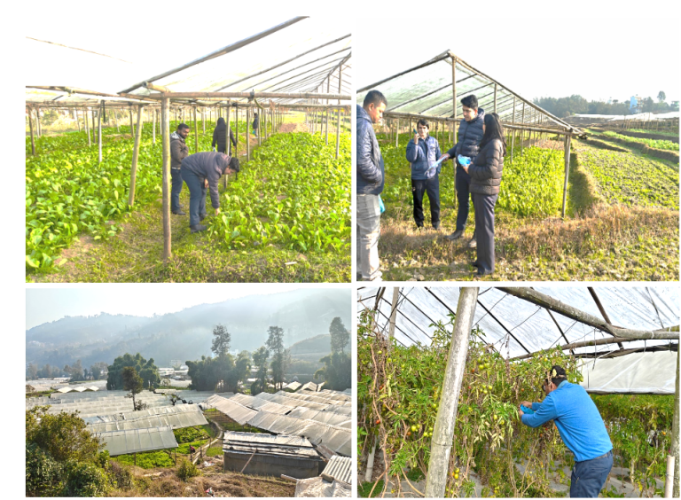 नागार्जुनमा उत्पादित रायोको सागमा ९९ प्रतिशत बढी विषादी