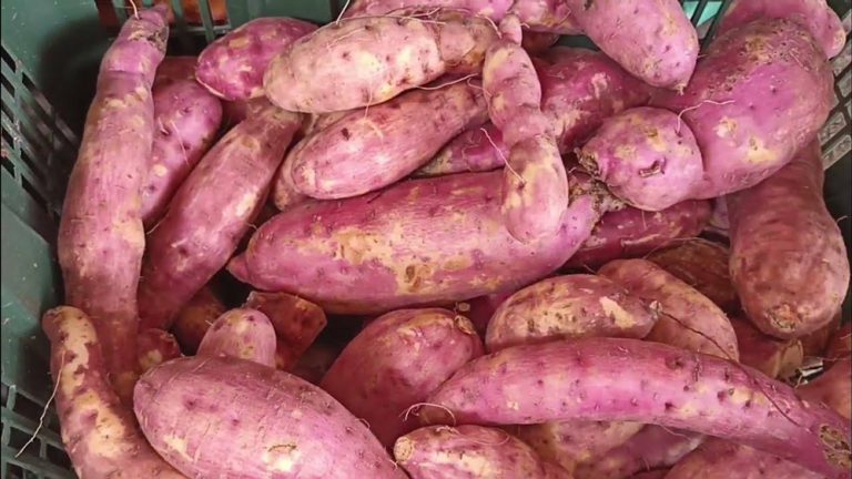 सखरखण्ड, पोषणले भरिपूर्ण ‘सुपरफुड’