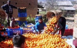 काभ्रेपलाञ्चोकमा सुन्तला उत्पादन १० प्रतिशतले बढ्ने प्रक्षेपण