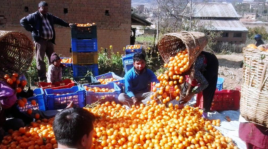 काभ्रेपलाञ्चोकमा सुन्तला उत्पादन १० प्रतिशतले बढ्ने प्रक्षेपण