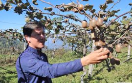 माटोमा भविष्य खोजिरहेका सुरज : सुपिङ गाउँमा झुलेका किवीका दाना
