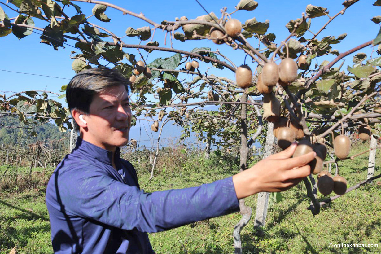 माटोमा भविष्य खोजिरहेका सुरज : सुपिङ गाउँमा झुलेका किवीका दाना