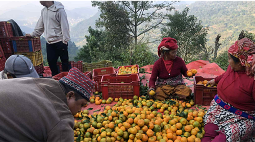 बेनीकोटमा उत्पादित सुन्तला ढुवानीमा समस्या   