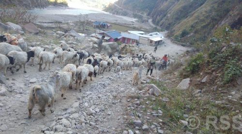 उधौली लागेसँगै भेँडाबाख्रा लिएर उधो झरे गोठाला