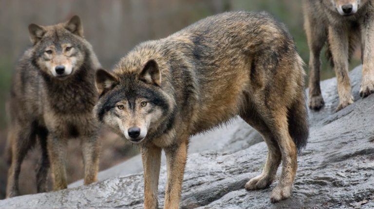 ताप्लेजुङको याङ्मामा ब्वाँसोको त्रास