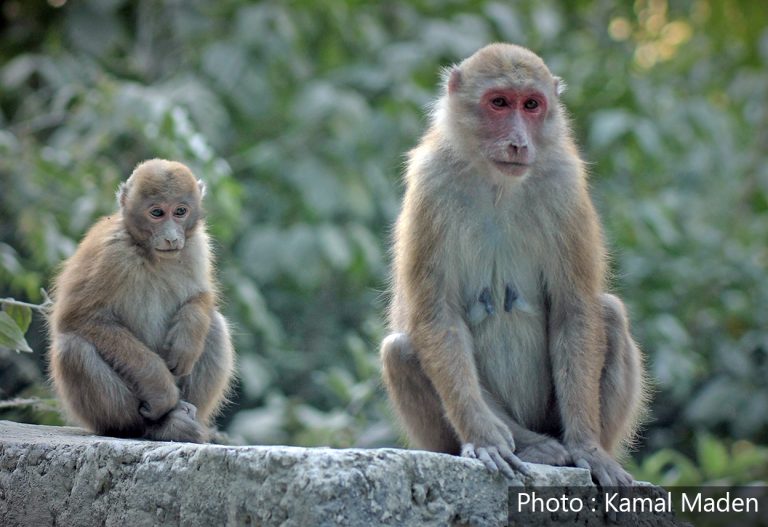आसामी बाँदर : नेपालीले नचिनेको संरक्षित वन्यजीव