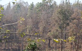 दाङका वनमा महामारी, डढेलो लागेजस्ता देखिए सालका रुख