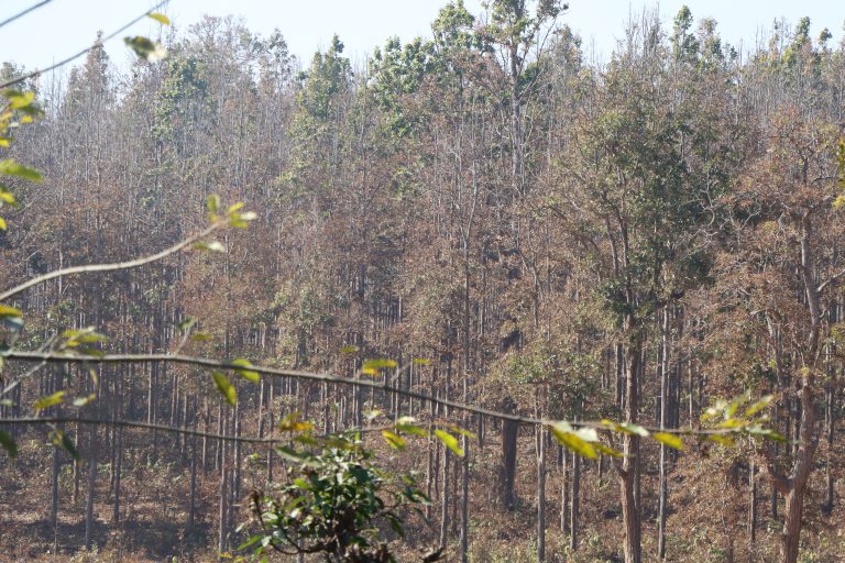 दाङका वनमा महामारी, डढेलो लागेजस्ता देखिए सालका रुख