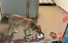 अमेरिका पुग्यो सडकमा छाडिएको कुकुर