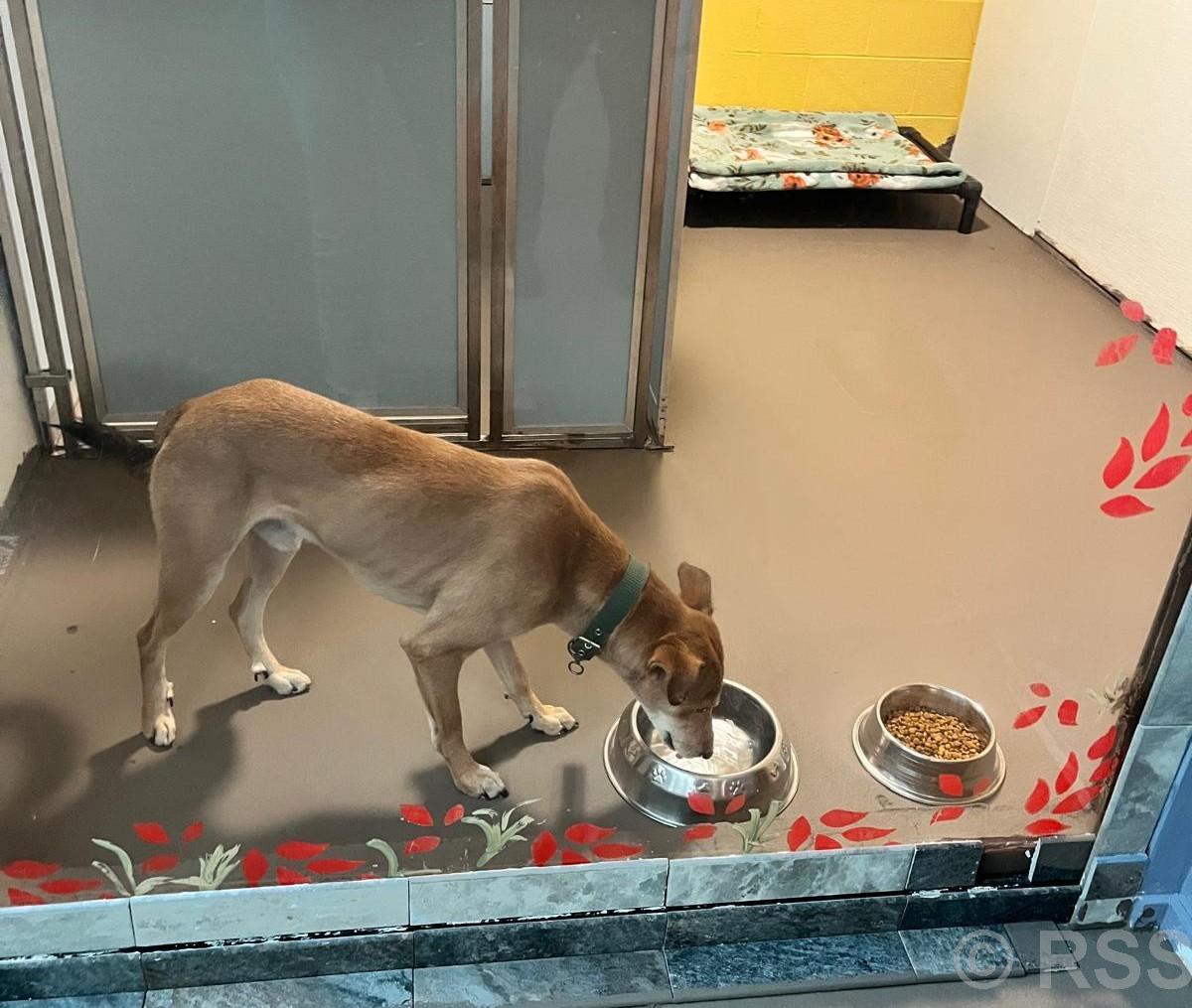 अमेरिका पुग्यो सडकमा छाडिएको कुकुर