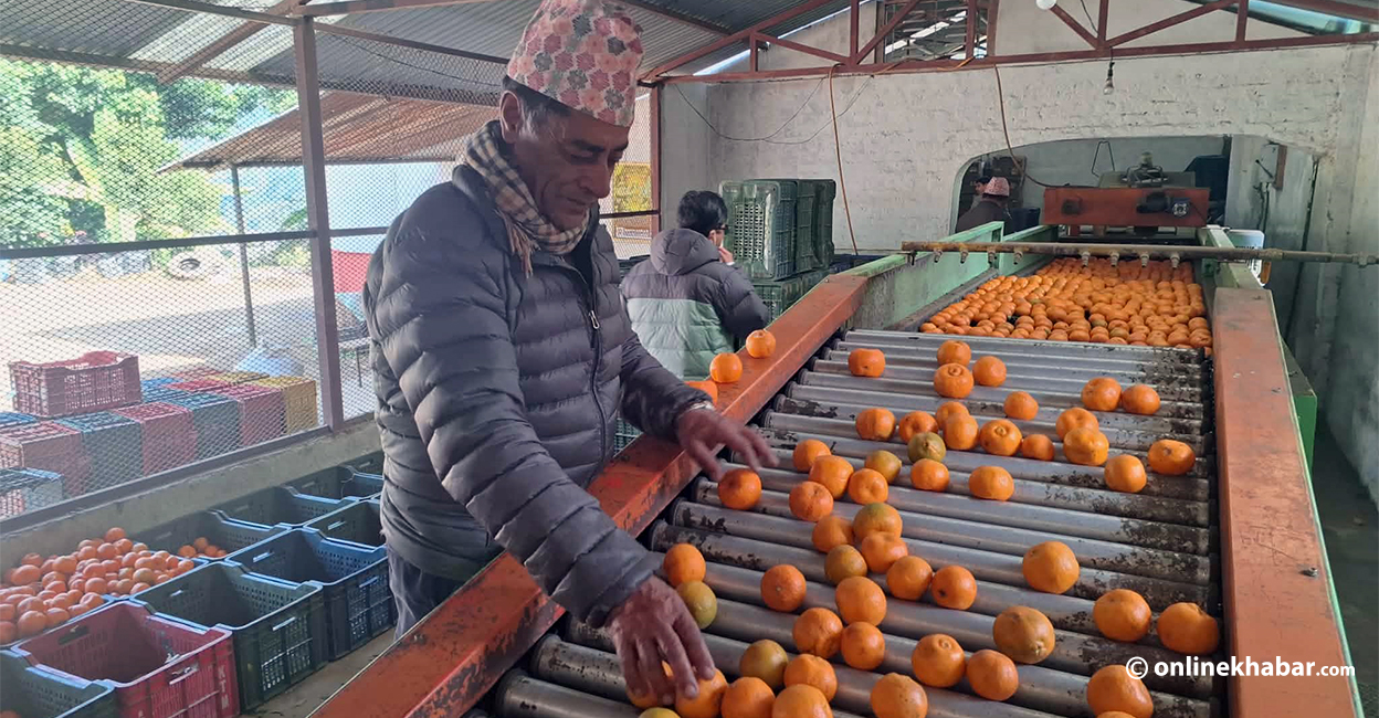 स्याङ्जाका फणिनारायणको सुन्तलामा तरक्की