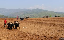 समर्थन मूल्य र बजारमा सरकारको जोड, युवालाई कृषि उद्यमी बनाउन ४० करोड