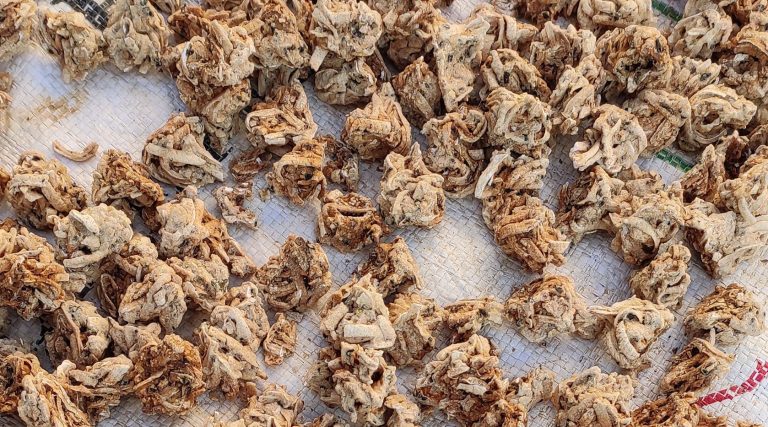 मस्यौरामा सरकारको नयाँ गुणस्तर : भटमास र अन्न मिसाउन प्रतिबन्ध, प्रोटिन १५ प्रतिशत अनिवार्य