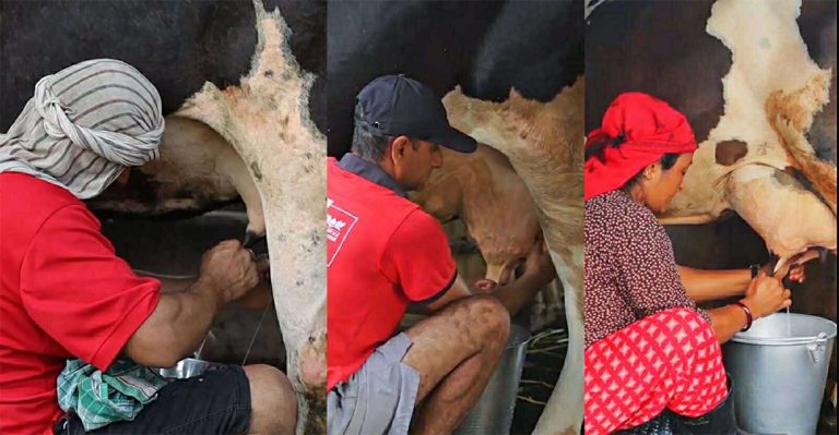 पहिलोपटक दूध दुहुने प्रतियोगितात्मक रियालिटी शो ‘दूध’ सुरु हुँदै