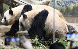 चीनले जापानबाट आफ्ना जुम्ल्याहा पाण्डा फिर्ता माग्ने, अन्तिम पटक हेर्न हजारौँको भीड