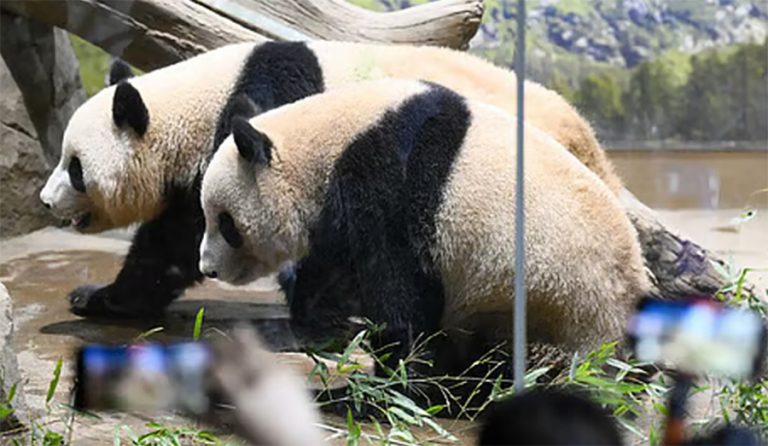 चीनले जापानबाट आफ्ना जुम्ल्याहा पाण्डा फिर्ता माग्ने, अन्तिम पटक हेर्न हजारौँको भीड