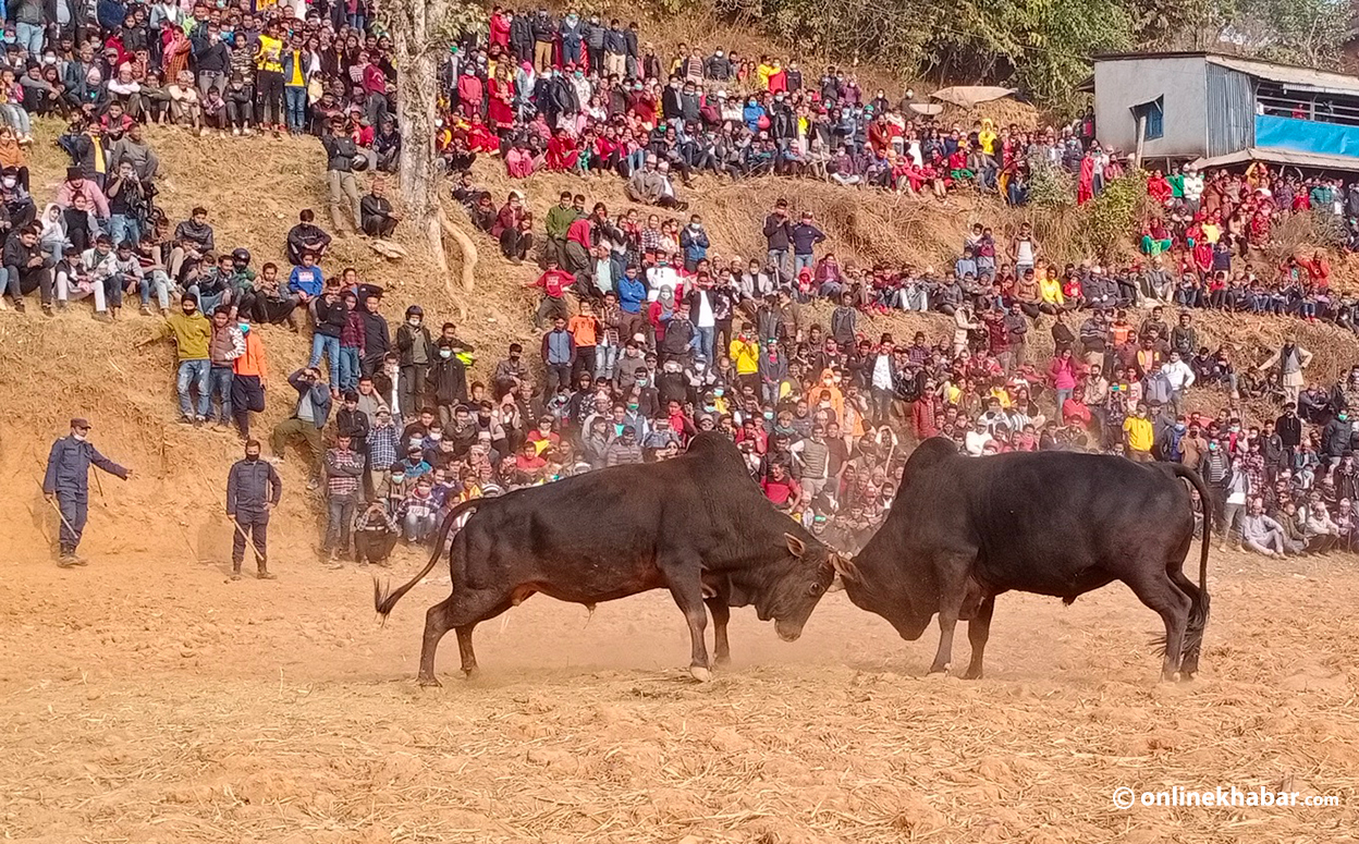 स्पेनको ‘बुलफाइट’ बिर्साउने तारुकाको गोरु जुधाइ
