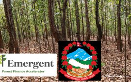 पहिलोचोटि व्यावसायिक कार्बन बेच्दै नेपाल, वन जोगाएर ८ अर्ब आम्दानी