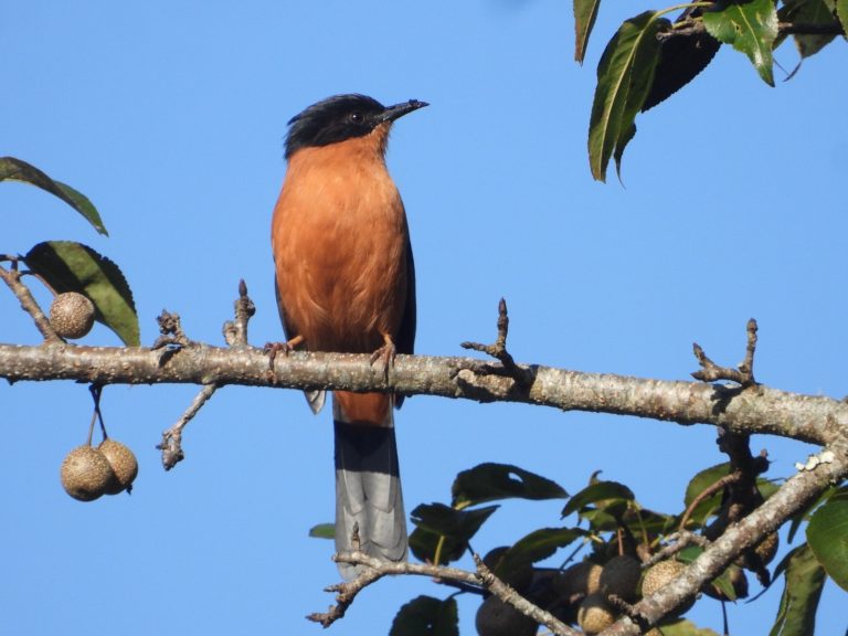 गुल्मीमा ३५५ चरा प्रजातिका चरा