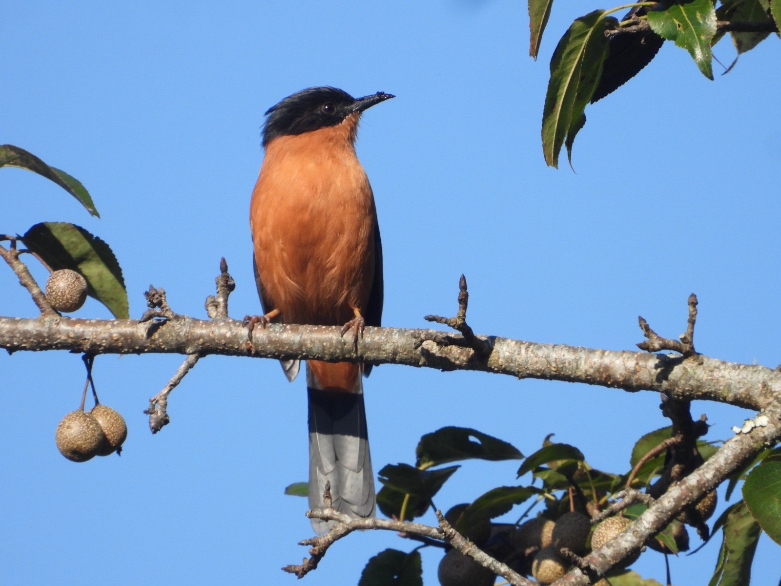 गुल्मीमा ३५५ चरा प्रजातिका चरा