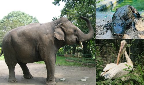 सदर चिडियाखानाका ‘हजुरबुवा–हजुरआमा’हरू