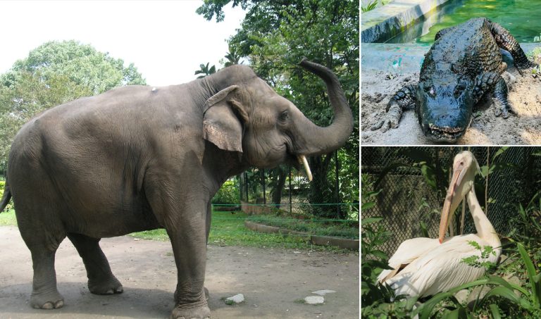 सदर चिडियाखानाका ‘हजुरबुवा–हजुरआमा’हरू