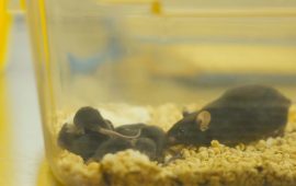 चिनियाँ मुसाले अन्तरिक्षमै गर्‍यो गर्भाधारण, पृथ्वीमा आएर जन्मायो बच्चा