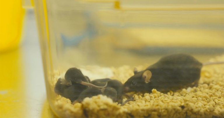 चिनियाँ मुसाले अन्तरिक्षमै गर्‍यो गर्भाधारण, पृथ्वीमा आएर जन्मायो बच्चा