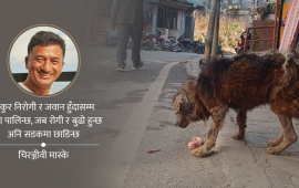 सडक कुकुरको दैनिकी