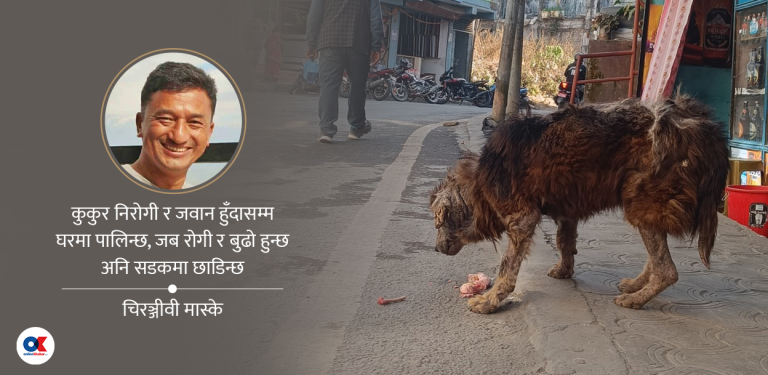 सडक कुकुरको दैनिकी