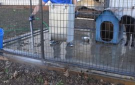 कुकुरको दिसा सोहोर्ने काम, वर्षको ४५ लाख आम्दानी