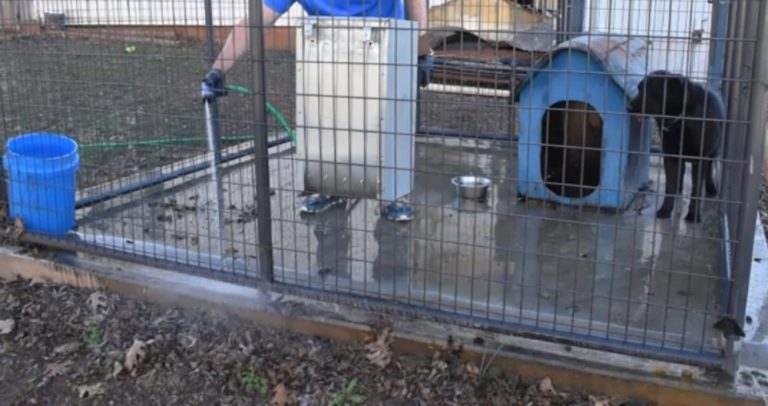 कुकुरको दिसा सोहोर्ने काम, वर्षको ४५ लाख आम्दानी