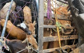 यातनापूर्वक गाई-गोरु ढुवानी गर्ने ट्रक नियन्त्रणमा