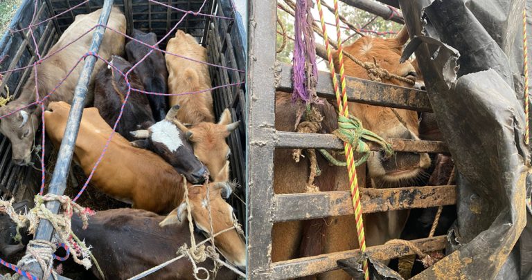 यातनापूर्वक गाई-गोरु ढुवानी गर्ने ट्रक नियन्त्रणमा