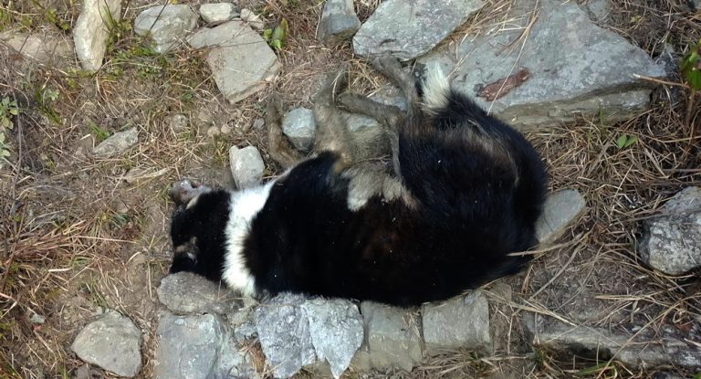 पशुमाथिको क्रुरता झन् बढ्दो, कुकुर मारेर फेसबुकमा भिडियो