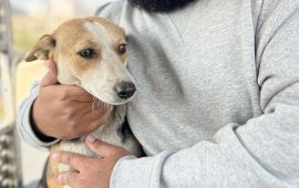 मान्छेबाट यौनजन्य दुर्व्यवहार भोगेको कुकुरको उद्धार, काठमाडौंमा उपचार हुँदै